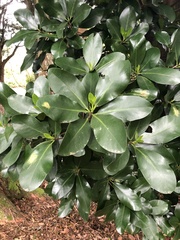 Corynocarpus laevigatus