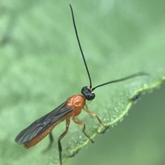 Agathidinae