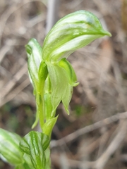 Pterostylis chlorogramma