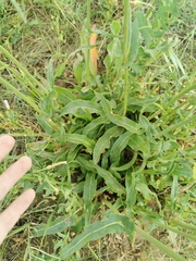 Rumex thyrsiflorus
