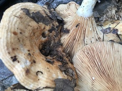 Lactarius psammicola