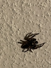 Eris militaris