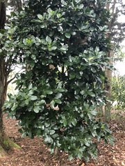 Corynocarpus laevigatus