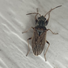 Pseudopachybrachius basalis