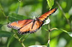 Limenitis archippus obsoleta