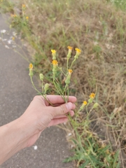 Sonchus arvensis uliginosus