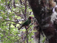 Chlorornis riefferii