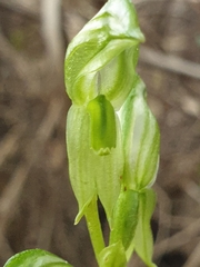 Pterostylis chlorogramma