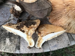 Lactarius psammicola