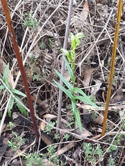 Pterostylis chlorogramma