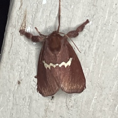 Monoleuca semifascia