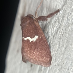 Monoleuca semifascia