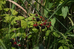 Rubus creticus