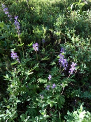 Lupinus latifolius