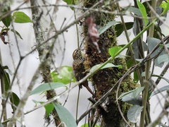 Margarornis squamiger