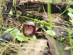 Corybas incurvus
