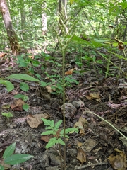 Sceptridium biternatum