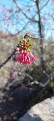 Fuchsia lycioides