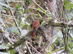 Margarornis squamiger