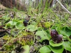 Corybas incurvus