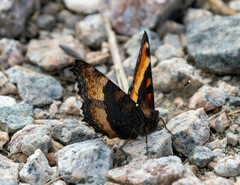 Aglais milberti