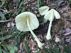 Leucocoprinus straminellus