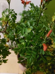 Tecomaria