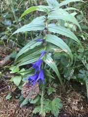 Gentiana asclepiadea
