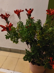 Tecomaria