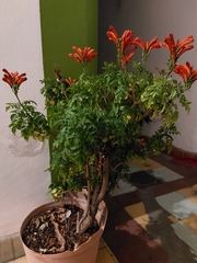 Tecomaria