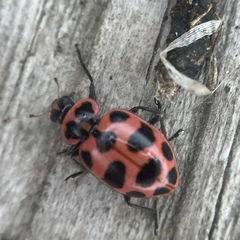 Coleomegilla maculata