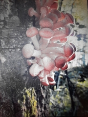 Marasmiineae