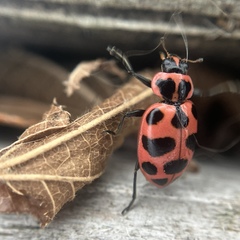 Coleomegilla maculata