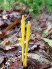 Clavariaceae