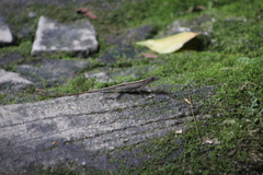 Anolis tolimensis