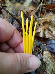 Clavariaceae