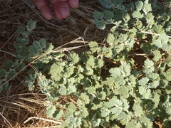 Malvella leprosa