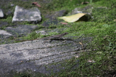 Anolis tolimensis