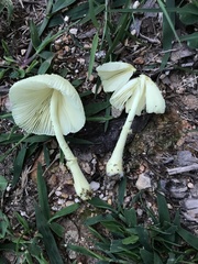 Leucocoprinus straminellus