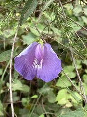 Centrosema virginianum