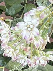 Funastrum cynanchoides