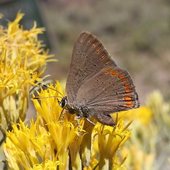 Satyrium titus