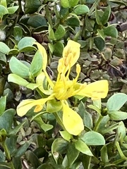 Larrea tridentata