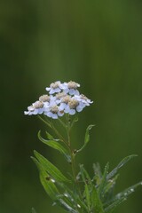 Achillea ptarmica