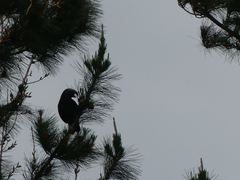 Nestor meridionalis septentrionalis