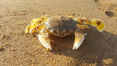Matuta victor