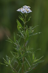 Achillea ptarmica