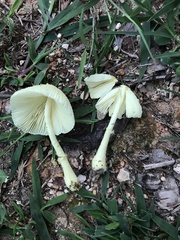 Leucocoprinus straminellus