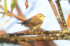 Phylloscopus