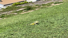 Iguana iguana